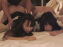 scene3-11